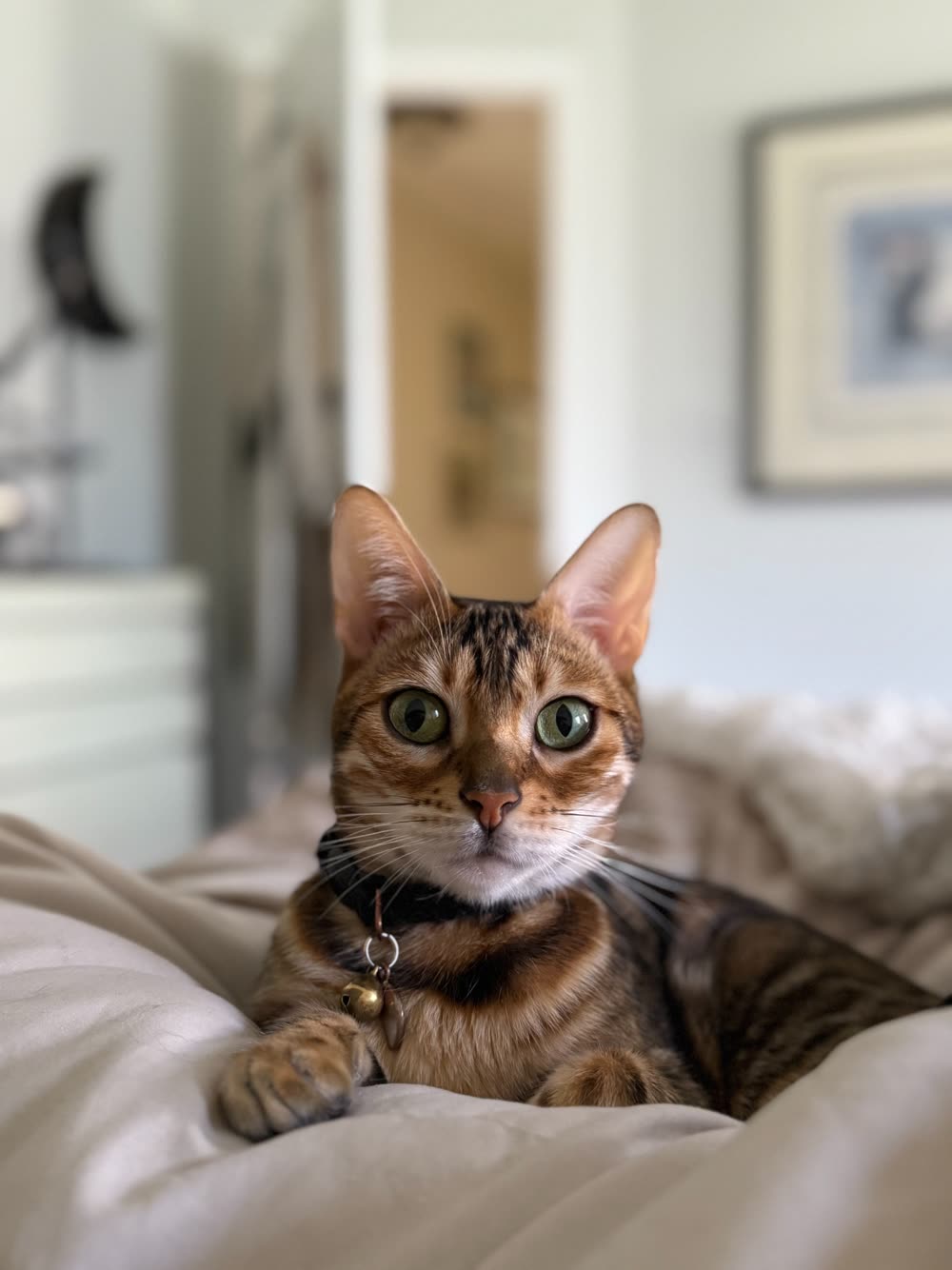 Shelby's Bengal cat relaxing at home
